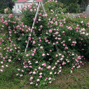 Чисто розовая - Лазающая плетистая роза (клаймбер) 